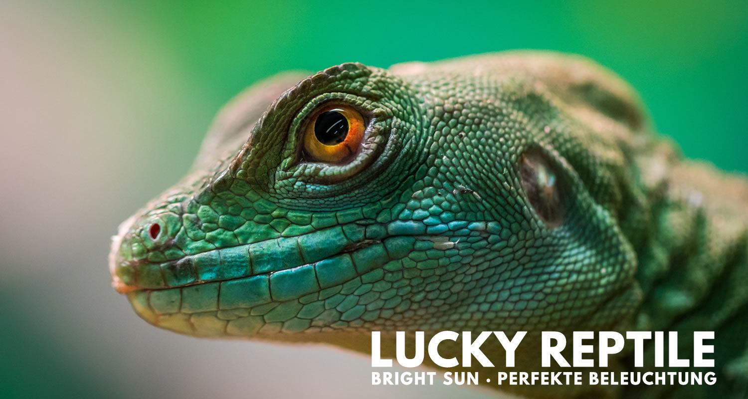 Lucky Reptile Bright Sun Terrarium Beleuchtung