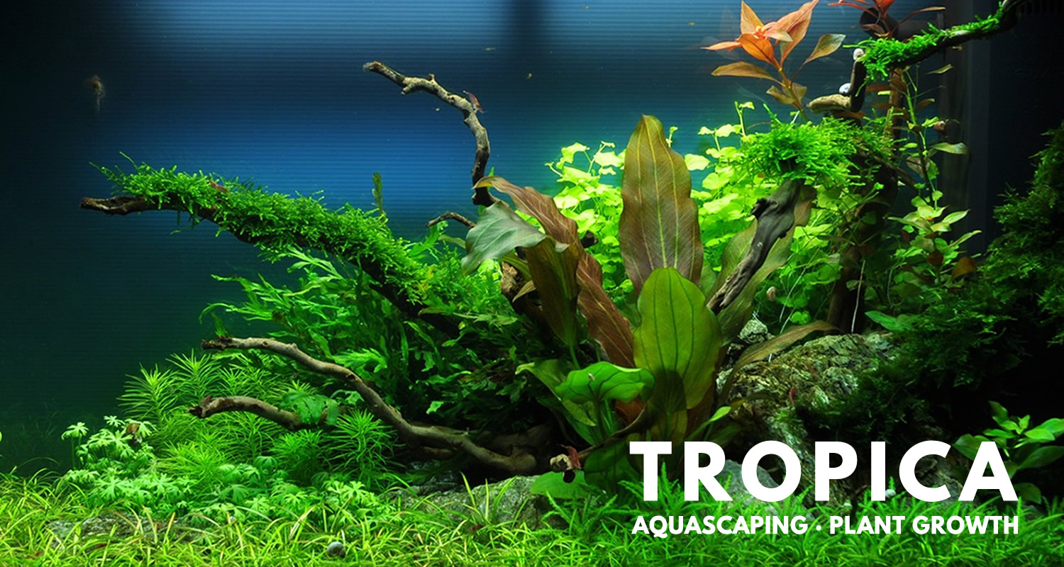 Wonderful aquariums with Tropica products